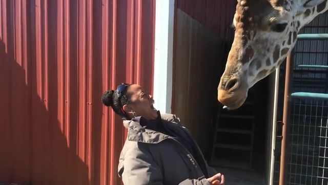 Naughty giraffe, Funny, Funny Animal, Youtube, Prank, Fails, Fail, Funny Fails, Compilation, Comp, Weekly, October, React, Reacts, Reaction, Reactions, Scare, Scary, Scaring, Candid, Outtake, Outtakes, Caught On Tape, Funny Moment, Funny Moments, Funniest Moments, Funny Pranks, Viral, Funniest, Hilarious, Blooper, Epic, Lol, Funny Animals, Scared Reaction, Scared Reactions, Freak Out, Animals Pets