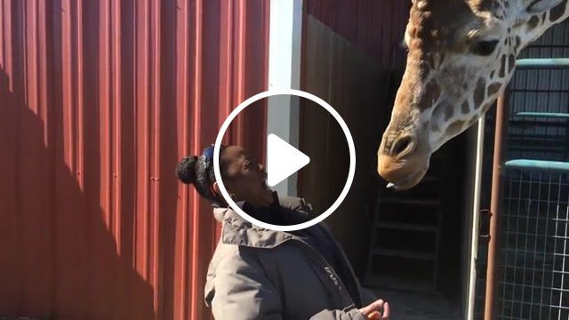 Naughty giraffe, funny, funny animal, youtube, prank, fails, fail, funny fails, compilation, comp, weekly, october, react, reacts, reaction, reactions, scare, scary, scaring, candid, outtake, outtakes, caught on tape, funny moment, funny moments, funniest moments, funny pranks, viral, funniest, hilarious, blooper, epic, lol, funny animals, scared reaction, scared reactions, freak out, animals pets. #0