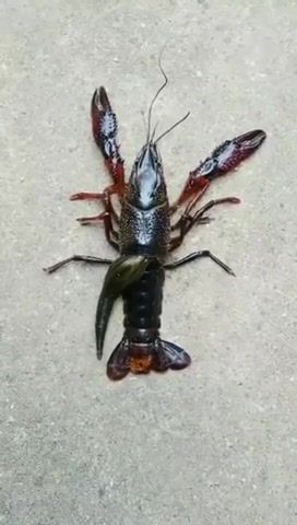 Nightmare fuel, nightmare fuel, leech, crawfish, eat what you want, eat whatever you want, creepy, nope, life is meaningless, the only certainty is entropy, where is your god now, animals, animals pets.