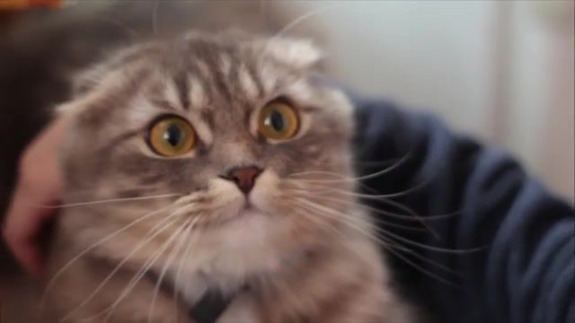 Sad Cat - Video & GIFs | sadness,funny,cats,drama,cat,sad,animals pets