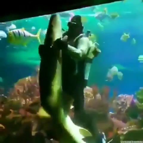 Scuba Diver dancing with Shark, Underwater Tango, Animals Pets