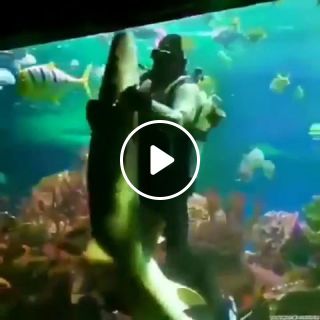 Scuba diver dancing with shark