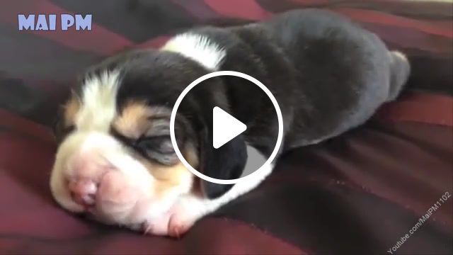 Sleepy baby, babydog, sleepy, dog, anime, puppy, animals pets. #0