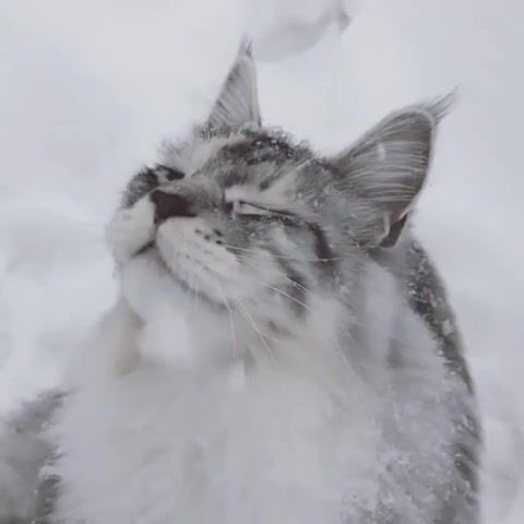 Snow flakes, snow, cat, animal, snowcat, music, ambient, relax, relaxation, mood, winter, new year, seals, saltmorey, chill, chillout, snowflakes, animals pets.