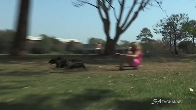 Speedy Sausage Dog Ride of the Valkyries - Video & GIFs | funny,sausage dog,puppy,animals,animal,pet,pets,chariot,cute,ride,skateboarding sport,girl,girls,kid,kids,children,park,fun,dachshund,skateboard,racing,running,short legged,family,hilarious,black,brown,small,breed,miniature,dashshunds,fast,original,chase,personality,female,male,run,pull,power,speed,amusing,dog,christmas,all i want for,ride of the valkyries,valkyrie,kazoo,kazoo valkyrie,animals pets