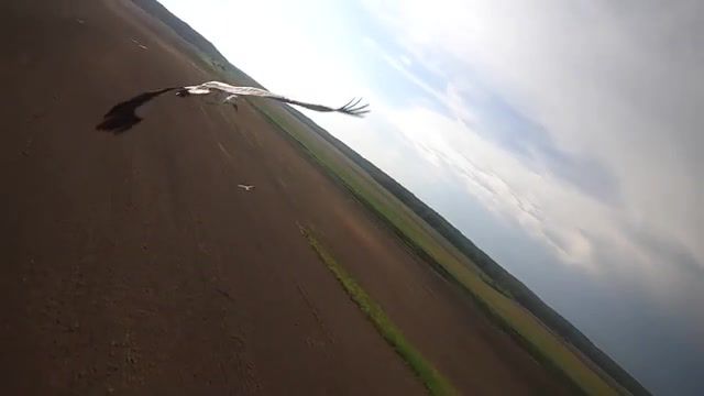 Storks, Gopro, Drone, Fpv, Stork, Belarus, Slowmo, Storks, Busel, Dzieciuki, Birds, Animals Pets