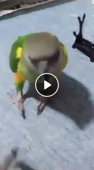 Tired of being parrot of this world