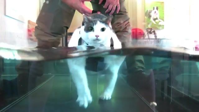 Walking water cat - Video & GIFs | cats,funny,pet,water,health,fat,cat,animals pets