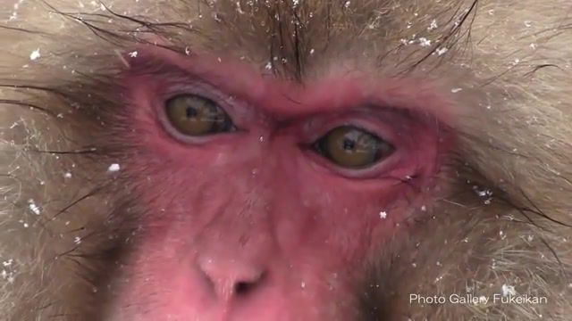 With thoughts about eternity, jigokudani, japanese monkeys hot spring, monkey, wild, hot, snow, winter, wild monkeys, hot springs, monkeys, jigokudani wild monkey park, animals pets.