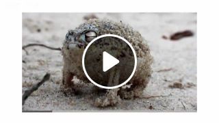 Angry squeaking frog