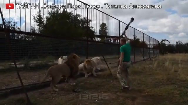 Brave, Lions, Man, Scared, Russian, Brave, Animals Pets