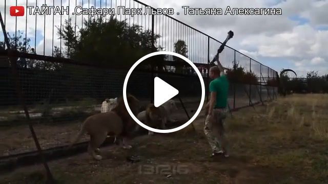 Brave, lions, man, scared, russian, brave, animals pets. #0