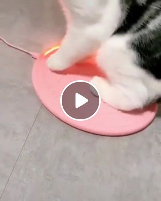 Cat is charging