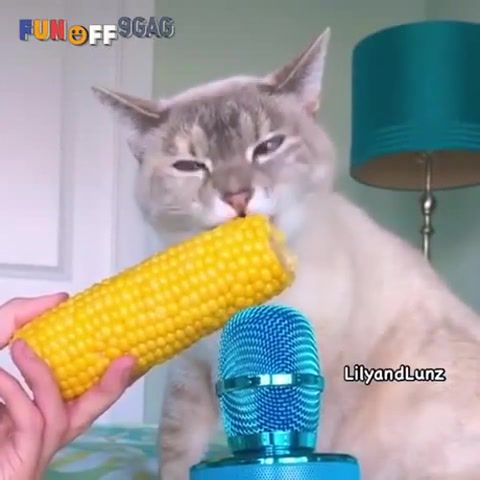 Cat popcorn, cat, cute, meow, animals pets.