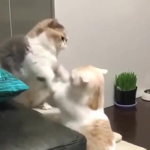 Cats wars, cat, cats, star wars, cats funny, fight, animals pets.