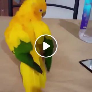 DANCING BIRD CUTE