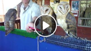 Dancing owls