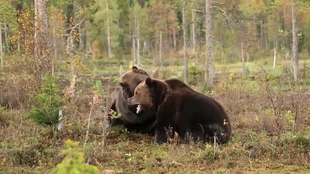 Fighting brown bears, finnish forest, forest, bear, bears, brown bear, brown, fight, epic fight, bi boys action squad, got to learn, trance music, animals pets.