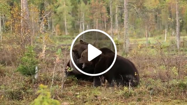 Fighting brown bears, finnish forest, forest, bear, bears, brown bear, brown, fight, epic fight, bi boys action squad, got to learn, trance music, animals pets. #0