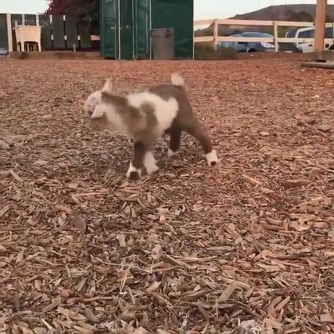 Getting My Happy Dance On. Baby Goat. Animals. Saturday. Yay. Dance. Love This. Adorable. Animals Pets.