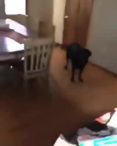 Gone - Video & GIFs | dog,eats,cheese,in,one,second,poof,disappear,black,lab,burger,home,throw,animals pets