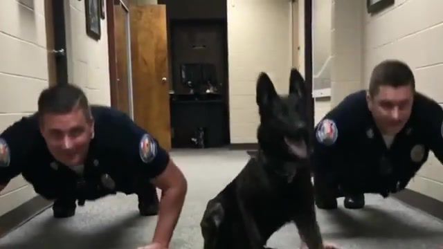 Good boy, Dog, K 9, Police Dog, Animals Pets