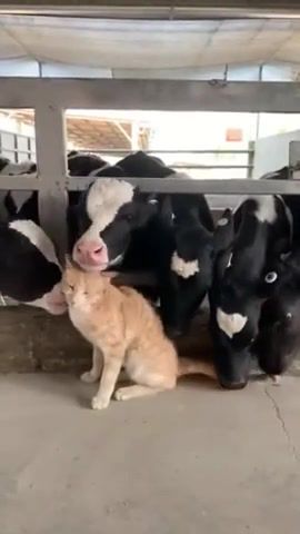 He likes it, funny, cat, cows, lol, that's the way, i like it, animals, animals pets.