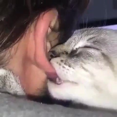 Human Cat Pleasure - Video & GIFs | cat,pleasure,satisfaction,animals pets