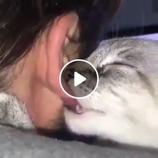 Human Cat Pleasure