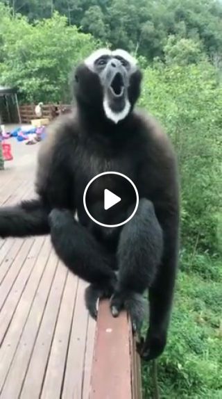 Monkey story