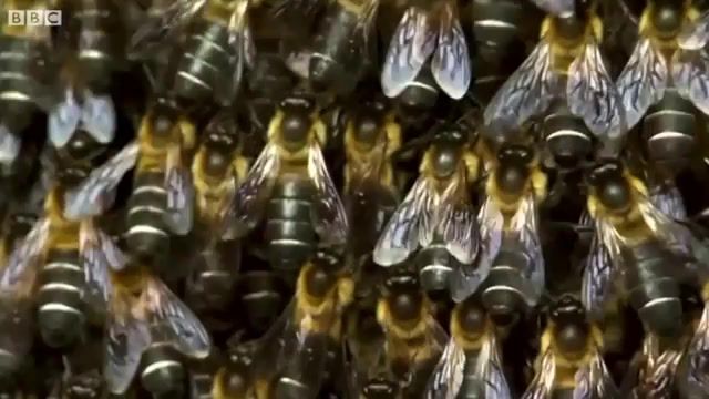 Natural beet, bees, nature, maruv siren song, bbc, animals pets.