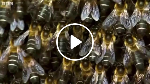 Natural beet, bees, nature, maruv siren song, bbc, animals pets. #0