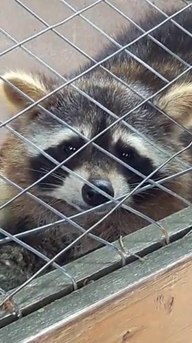 Raccoons, Raccoon, Raccoons, Dan Dan Dan Daaan, Evil, Funny, Friendly, Cute, Zoo, Mos'omedve, Animal, Cute Animals, Funny Animals, Beautiful, Girl, Politics, South Park, Animals Pets