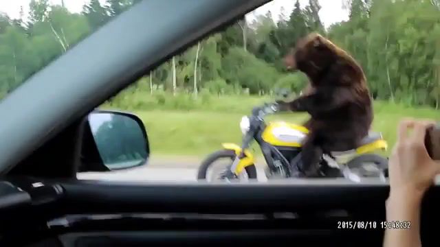 Russian Highway To Hell Deleted. Deleted. Russian. Animals Pets.