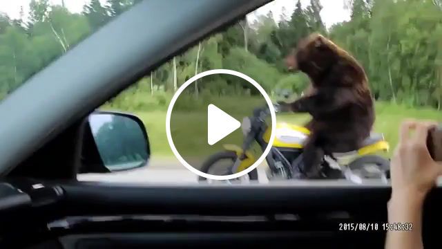 Russian highway to hell deleted, deleted, russian, animals pets. #0