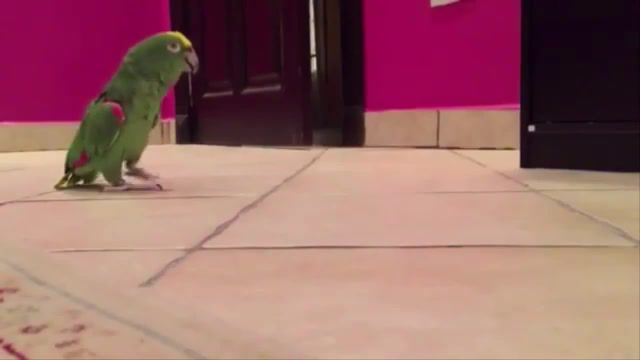 Sinister parrot, Funny, Sinister Laugh, Parrot, Funny To Pain, I Laughed, I Cried, Funny To Tears, Best Jokes, Funny Parrots, Funny Animals