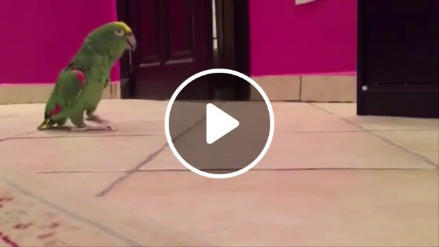 Sinister parrot, funny, sinister laugh, parrot, funny to pain, i laughed, i cried, funny to tears, best jokes, funny parrots, funny animals. #0