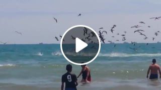 Swarm of Birds