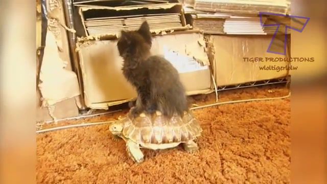 The funniest and most humorous cat ever Funny cat compilation, Dog, Mirror, Stuck, Puppy, Ridiculous, Animals, Scream, Compilation, Baby, Laugh, Pet, Funny, Animal, Jump, Humorous, Cats, Fail, Kitten, Cat, Snore, Sleepy, Parrot, Scared, Play, Cat Vs Dog, Hilarious, Fails, Mouse, Cute, Box, Kitty, Pets, Sound, Laughing, Sleep, Animals Pets