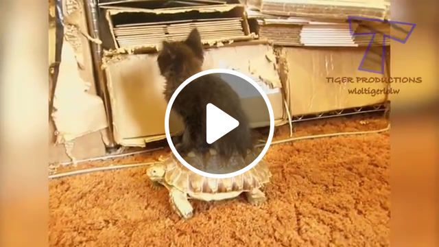 The funniest and most humorous cat ever funny cat compilation, dog, mirror, stuck, puppy, ridiculous, animals, scream, compilation, baby, laugh, pet, funny, animal, jump, humorous, cats, fail, kitten, cat, snore, sleepy, parrot, scared, play, cat vs dog, hilarious, fails, mouse, cute, box, kitty, pets, sound, laughing, sleep, animals pets. #0