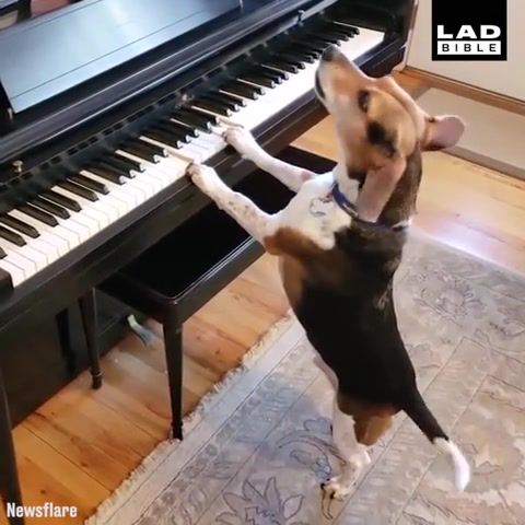 The Pianist. Fun. Awesome. Amazing. Great. Animal. Dog. Piano. Song. Animals Pets.