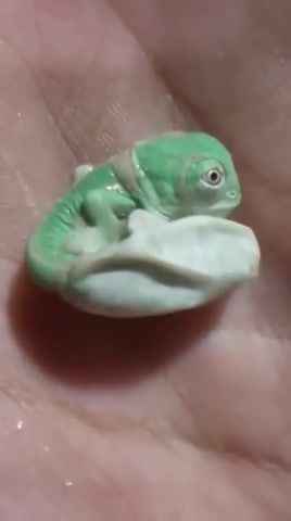 A Baby Chameleon Is Born. Chameleon. Baby. Born. Animal. Life. Cute. Born To Be Wild. Animals Pets.
