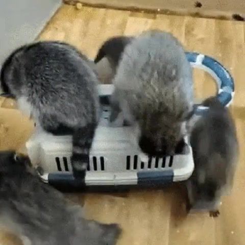 Ace of raccoons, Animals Pets