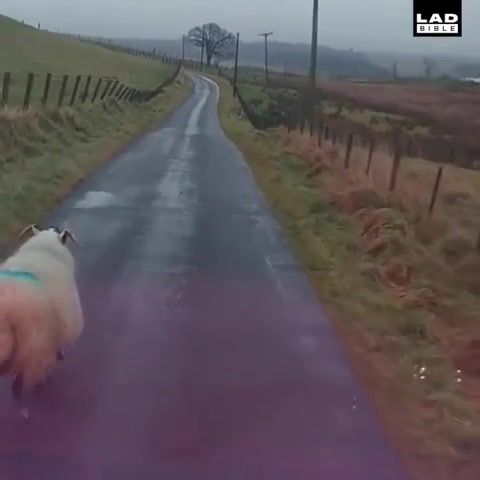 Angry scottish man vs sheep greatest road, ladbible, funny, fun, amazing, amazed, by, animals pets.