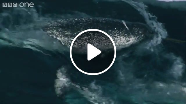 Arctic wonder, warming, global, change, climate, naturesgreatevents, events, great, natures, bbc1, bbcone, one, bbc, history, natural, wildlife, migration, sea, ocean, ice, tusks, unicorn, arctic, whale, narwhal, animals pets. #0