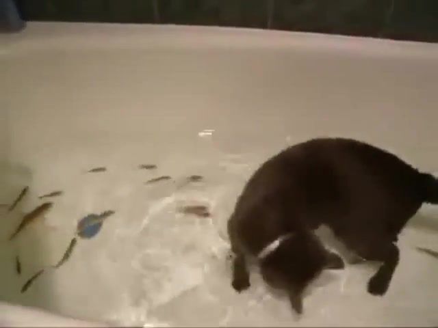 Bathroom, cat and fish. I see you baby - Video & GIFs | move,shake,kitty,why,how,wtf,kidding,kidding me,funny,playing,play,wet,water,cat and water,bathroom,cats,cat,fun,lol,music,groove armada,fatboy slim,yarshutv,yarshut,animals pets
