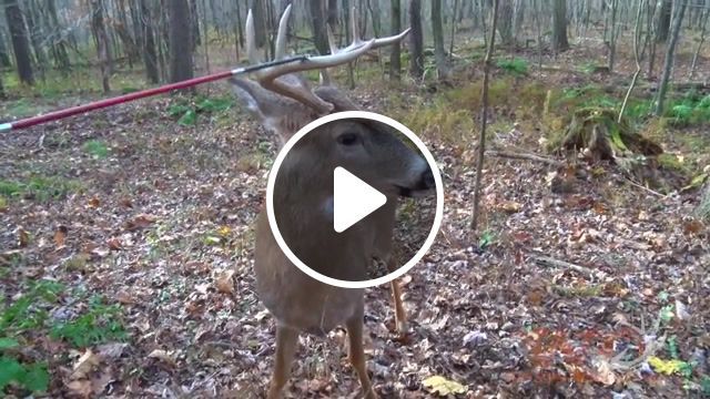 Buck does the mannequin challenge, close encounter short final, season 9 elk, season 8 deer, season 9 deer, deer, forest, froze, ran away, mannequin, mannequin challenge, buck, arrow, hunter, animals pets. #0
