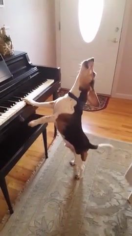 Buddy Mercury Sings Funny and cute beagle who plays piano