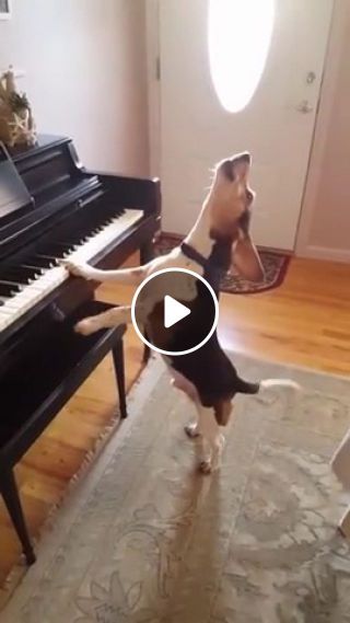 Buddy Mercury Sings Funny and cute beagle who plays piano