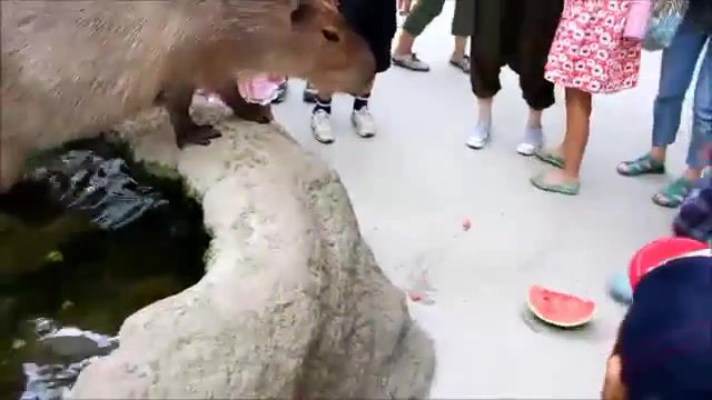 Capybara drop a watermelon, chiguire, capybara, animals pets.